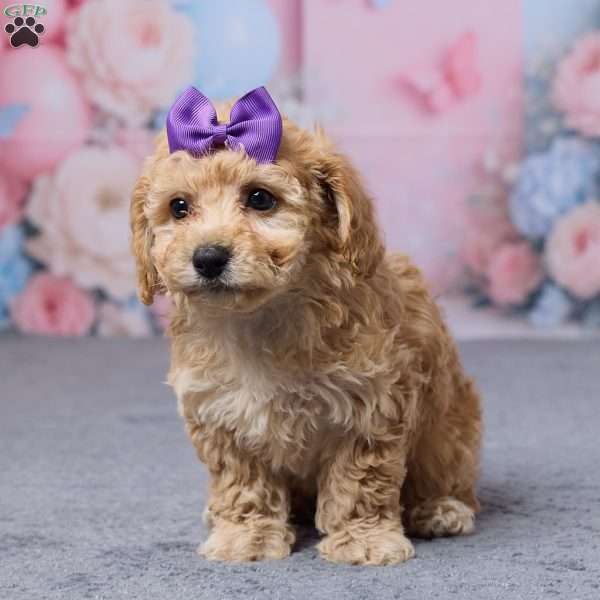 Tootsie, Bich-Poo Puppy